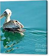 Pelican Swimming Canvas Print