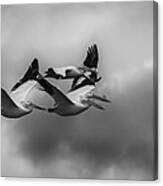 Pelicans In Flight Canvas Print