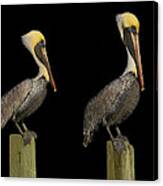 Pelicans Of The Night Canvas Print