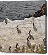 Pelicans Seals N Daisies Canvas Print