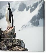 Penguin Cry - Antarctica Penguin Photograph Canvas Print