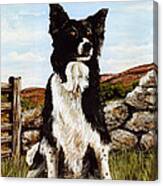 Penny The Colly Dog Canvas Print