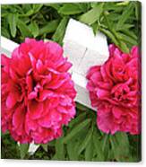 Peonies Resting On White Fence Canvas Print