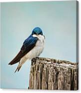 Perched And Waiting Canvas Print