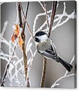 Perched Black Capped Chickadee Canvas Print