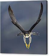 Peregrine Falcon Flying Canvas Print