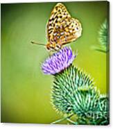 Perfect Butterfly Canvas Print