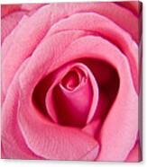 Perfect Pink Rose Canvas Print