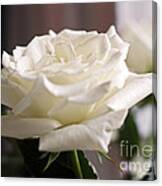 Perfect White Rose Canvas Print