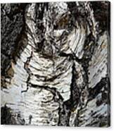 Petrified Owl Canvas Print