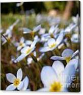 Phlox In The Wind Canvas Print