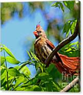 Phoenix Canvas Print