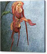 Phragmipedium Bouley Bay Canvas Print