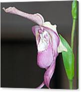 Phragmipedium - Phrag Frank Smith Orchid Canvas Print