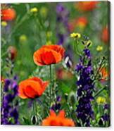 Pictures Of Colorful Flowers Canvas Print