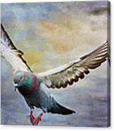 Pigeon On Wing Canvas Print