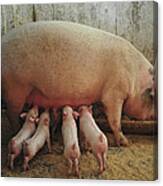 Momma Pig And Piglets Canvas Print