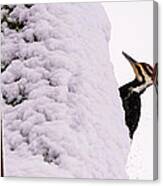 Pileated Woodpecker In The Snow Canvas Print