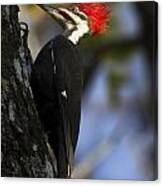 Pileated Woodpecker Canvas Print