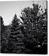 Pine And Leaves - Monochrome Canvas Print