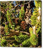 Pine Cones Growing On A Twigs, Ancient Canvas Print