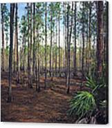 Pine Forest Ii. Split Oak. Canvas Print
