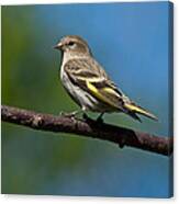 Pine Siskin Perched On A Branch Canvas Print