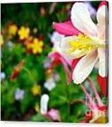 Pink And White Columbine Canvas Print