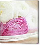 Pink And White Ranunculus Flowers In Canvas Print