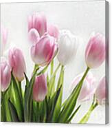 Pink And White Tulips Canvas Print