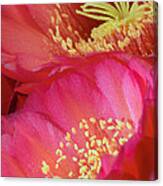 Pink Cactus Flower Bouquet Ii Canvas Print