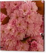 Pink Cherry Blossom Cascade Canvas Print