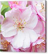 Pink Cherry Blossoms Canvas Print