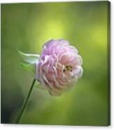 Pink Columbine Canvas Print