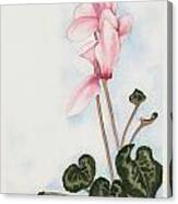 Pink Cyclamen Canvas Print