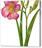 Pink Daylily - Hemerocallis Canvas Print