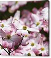 Pink Dogwood Blooms Canvas Print