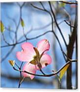 Pink Dogwood Canvas Print