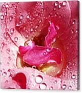 Pink Drops On A Rose Canvas Print