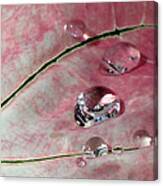 Pink Fancy Leaf Caladium - September Tears Canvas Print