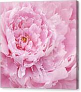 Pink Feathers Canvas Print