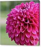 Pink Globe Dahlia Canvas Print