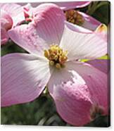 Pink Glory Canvas Print