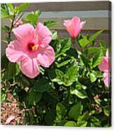 Pink Hibiscus Canvas Print