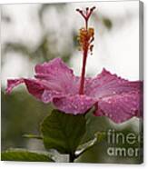 Pink Hibiscus In The Rain Canvas Print