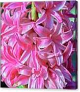 Pink Hyacinth Canvas Print