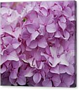 Pink Hydrangea Canvas Print