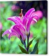 Pink Lilies Canvas Print