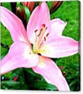 Pink Lily From My Summer Garden Canvas Print