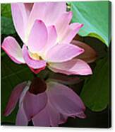 Pink Lotus Reflected In The Lake Canvas Print